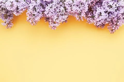 Lilac bunch on a light yellow background. Beautiful Lilac flower border. Top Stock-Fotos