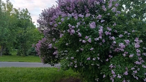 Lilac bush and strong wind. Evening light and wind Stock Footage 201890547