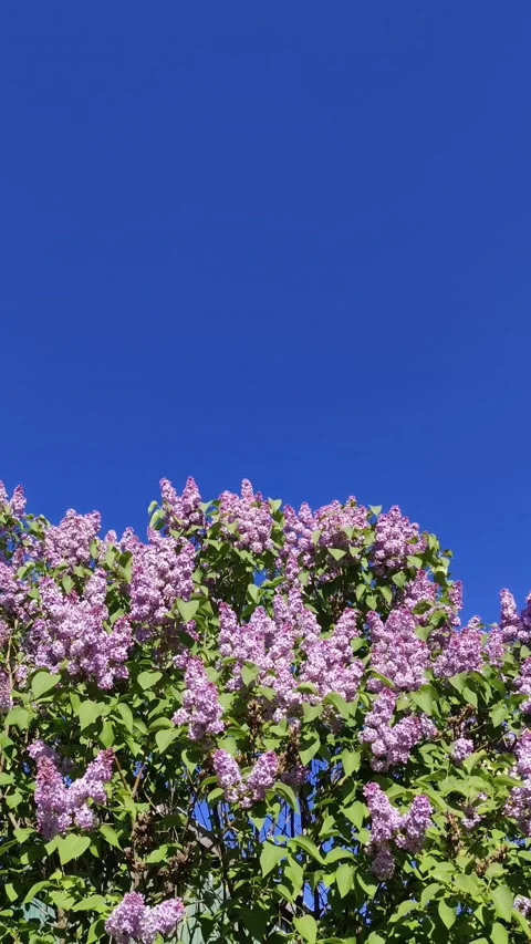 Lilac bush in bloom. 스톡 동영상 308143847