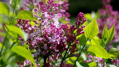 Lilac bush blooms in spring 動画素材 128759883