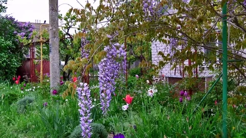 Lilac bush close up  blowing in the wind background Stock Footage 83554413