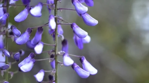 Lilac bush close up  blowing in the wind in garden Stock Footage 83554417