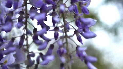 Lilac bush close up  blowing in the wind in garden Stock Footage 83554982