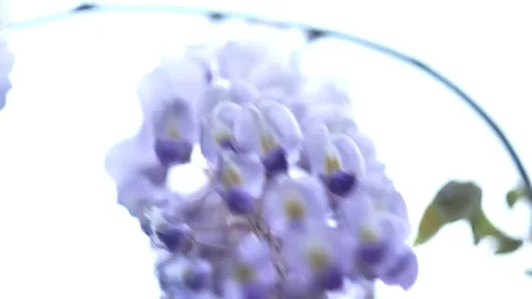 Lilac bush close up  blowing in the wind live focus Stock Footage 83554998