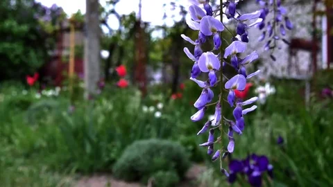 Lilac bush close up  blowing in the wind in garden Stock Footage 83555076