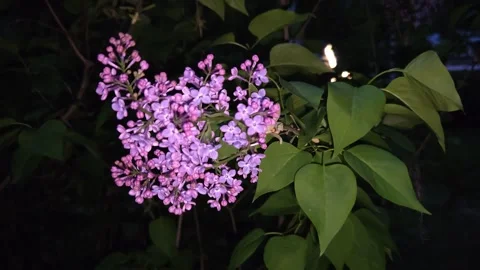 A lilac bush in an evening park Stock Footage 334812107