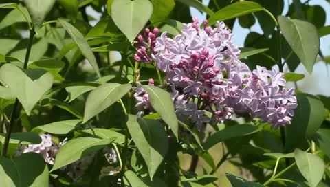 Lilac bush Stock-Footage 11019783