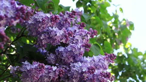 Lilac bush in full bloom Stock Footage 274133399