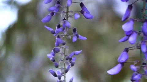 Lilac bush macro  blowing in the wind in garden Stock Footage 83554823