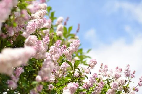 Lilac bush over sky background Stock Photos