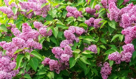 Lilac bush Foto stock