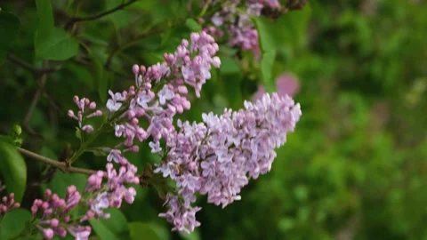 Lilac bush slow motion. Stock Footage 232747005