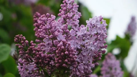 Lilac bush in spring Stock Footage 232747709
