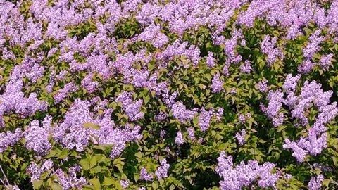 Lilac bush sways in the wind Stock Footage 110907738