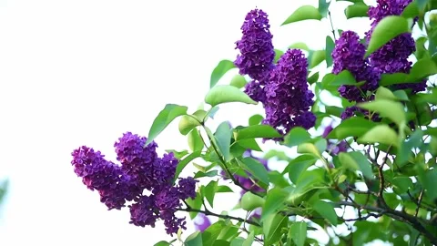 The lilac bush sways in the wind Stock Footage 197559512