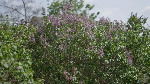 A lilac bush sways in the wind. A tree in the wind. Nature concept. 스톡 동영상 129503119