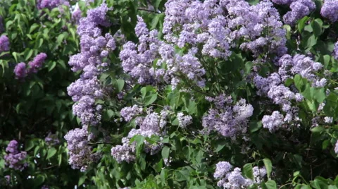 Lilac bush on a wind Stock-Footage 50848645