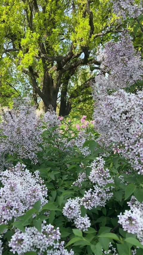 Lilac Bushes and Large Tree in Sunny Spring Park Stock Footage 336343883