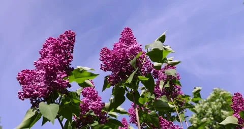 Lilac bushes closeup, a spring park with blooming lilac flowers in the spring Stock Footage 313846694