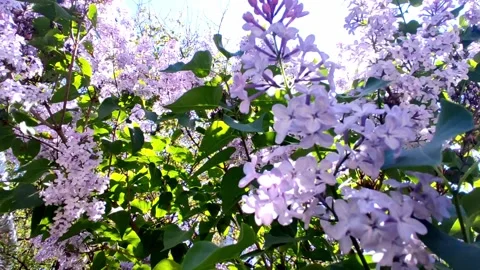 Lilac bushes Stock-Footage 194006684