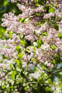 Lilac bushes in the park in the spring Stock Photos