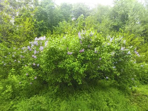 Lilac bushes at  spring park Stock Photos