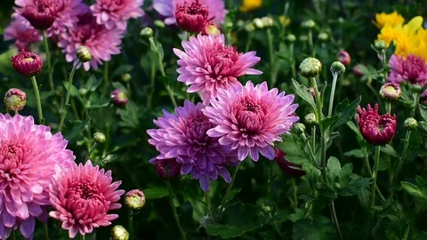 Lilac  chrysanthemums Stock Footage 115104491