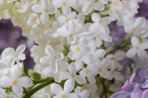 Lilac close up as a background Stock Photos