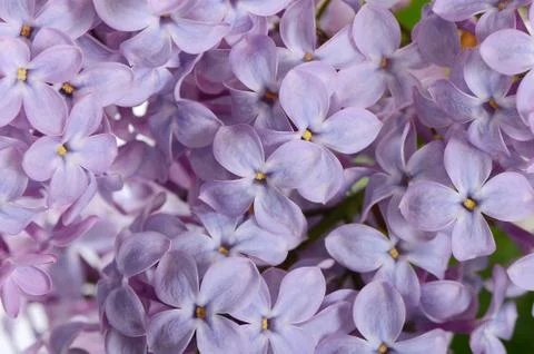 Lilac close up as a background Stock Photos