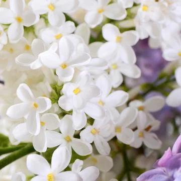 Lilac close up as a background Stock Photos