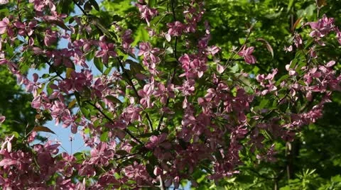 Lilac close-up 動画素材 20588430