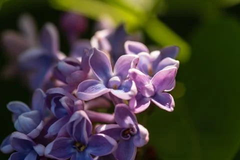 Lilac Close Up Stock Photos
