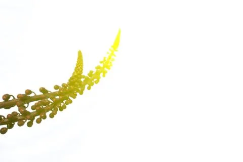 Lilac closeup Stock Photos