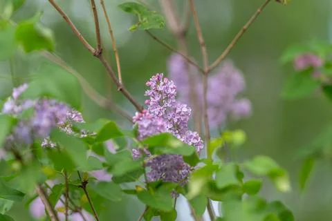 Lilac cluster providing nectar source for pollinators in urban garden setting Stock Photos