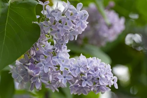 Lilac Cluster with Soft Purple Blossoms 스톡 사진