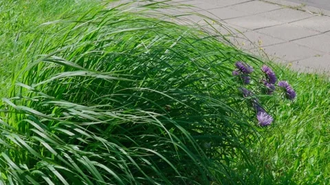 Lilac-colored aster flowers. Video stock 330663341