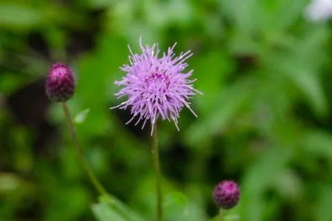 Lilac cornflower field. Common cornflower, wild flowers, flowerbed with plant Stock Photos