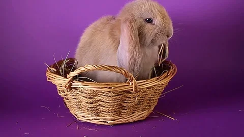 Lilac creme solid color purple bunny lop rabbit. Stock Footage 94037998