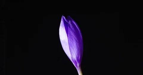 Lilac crocus on a black background Stock Footage 84145544