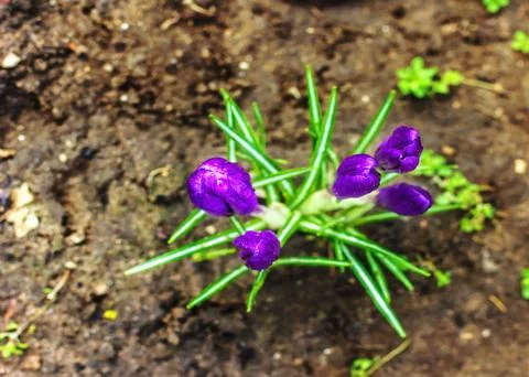 Lilac crocus in early spring made its way out of the ground Stock Photos
