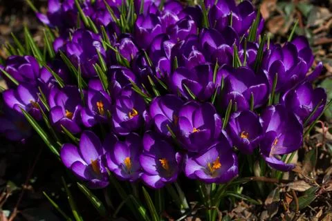 Lilac crocus flower Stock Photos