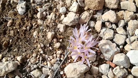 Lilac Crocus Flowers in bloom surrounded by rocks and cool breeze. 動画素材 194875114