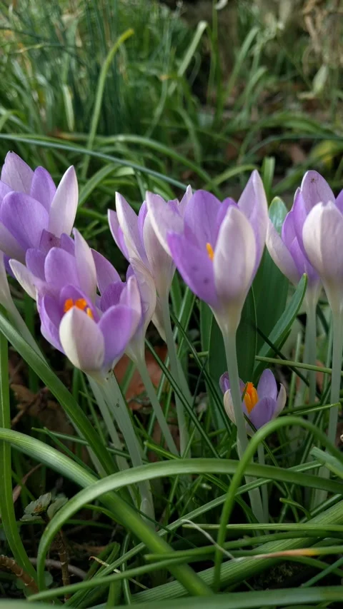 Lilac crocus in garden - low angle Stock Footage 302910419