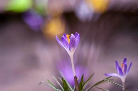 Lilac crocus spring flowers, Easter colors, purple violet yellow Stock Photos