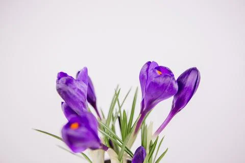 Lilac crocus on a white background in spring blooms Stock Photos