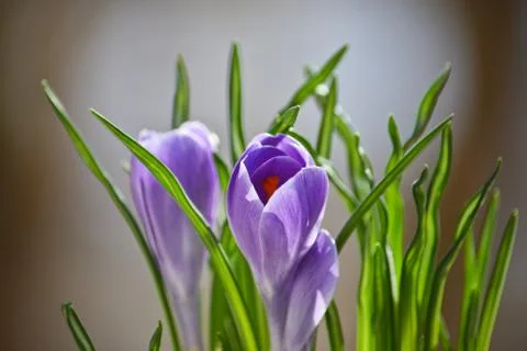 Lilac crocuses. Stock Photos