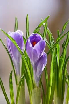 Lilac crocuses. Stock Photos