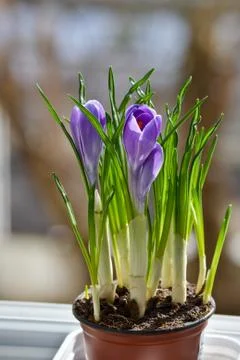Lilac crocuses. Stock Photos