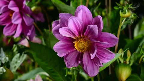 Lilac dahlia Stock Footage 115105185