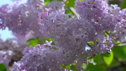 Lilac-episode-1 Stock Footage 125331423